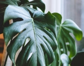 Indoor Plants