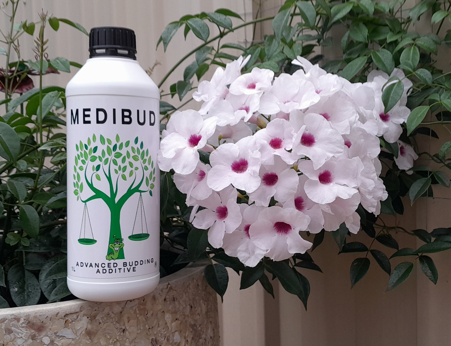 Medibud