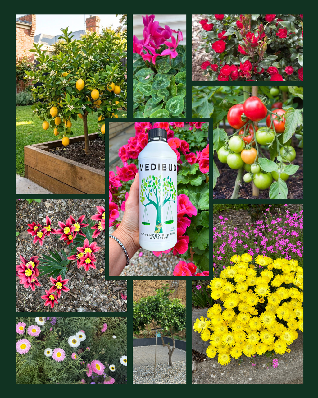 Medibud + Medigrow Bundle