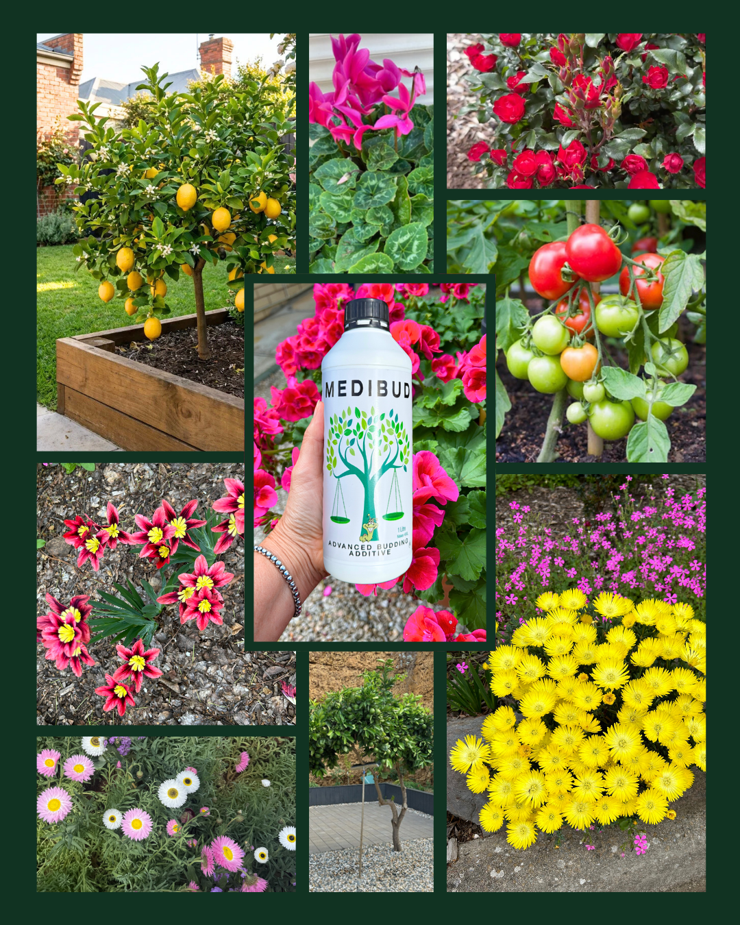 Medibud + Medigrow Bundle