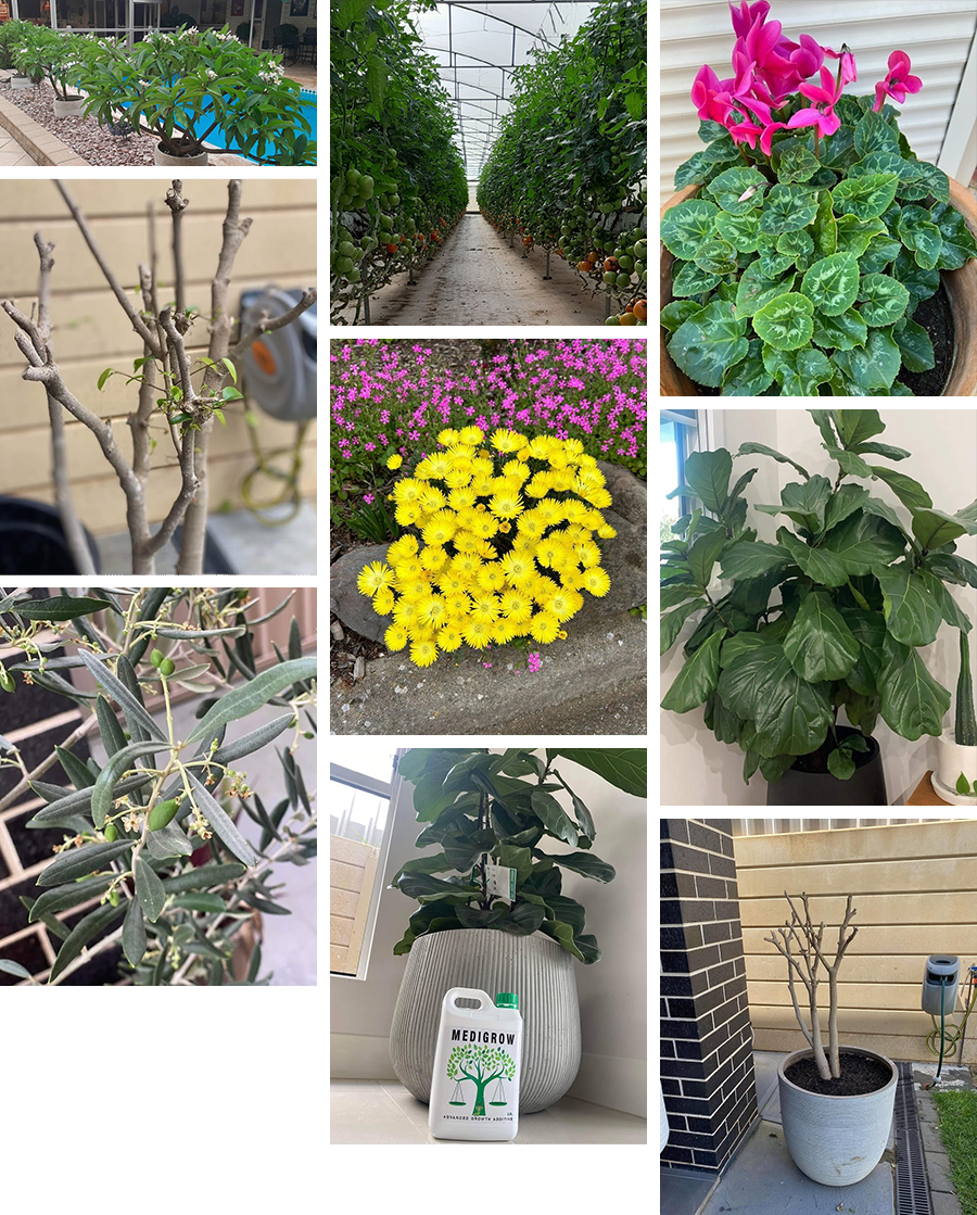 Why is Medibud + Medigrow so good?